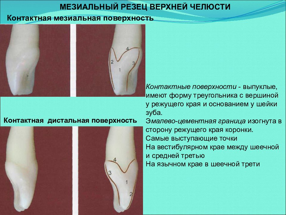 Стороны зуба. Медиальная и дистальная поверхность зуба. Эмалево цементная граница зуба. Мезиальная и дистальная поверхность зуба. Медиальная контактная поверхность зуба.