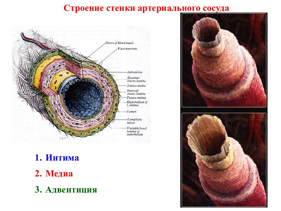 Стенки сосудов. Строение стенки артерии Медиа. Строение сосудов адвентиция. Строение стенки сосудов. Строение стенки сосуда интима Медиа адвентиция.