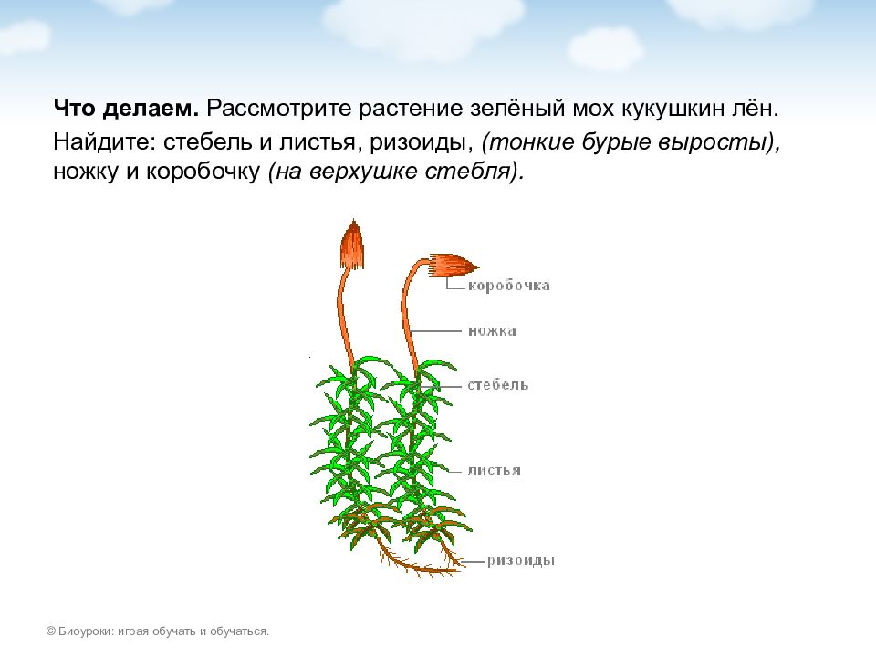 Строение мха кукушкин лен рисунок с надписями