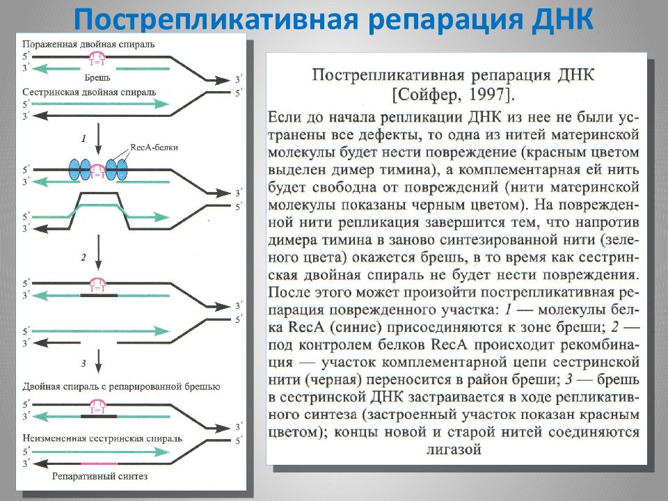 Репарация днк. Пострепликативная рекомбинация. Механизмы репарации ДНК схема. Схемы световой Темновой и пострепликативной репарации. Последовательность процессов репарации ДНК.