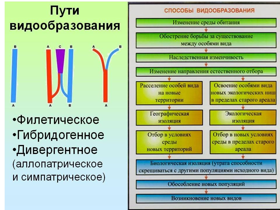 Процессы образования видов презентация