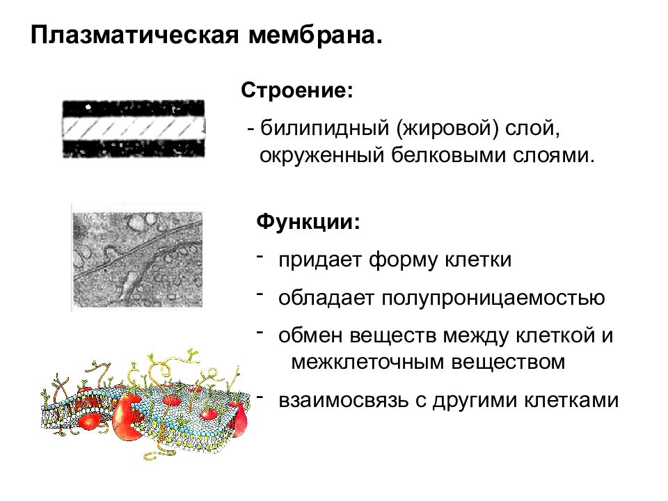 Презентация клеточное строение организма 8 класс презентация