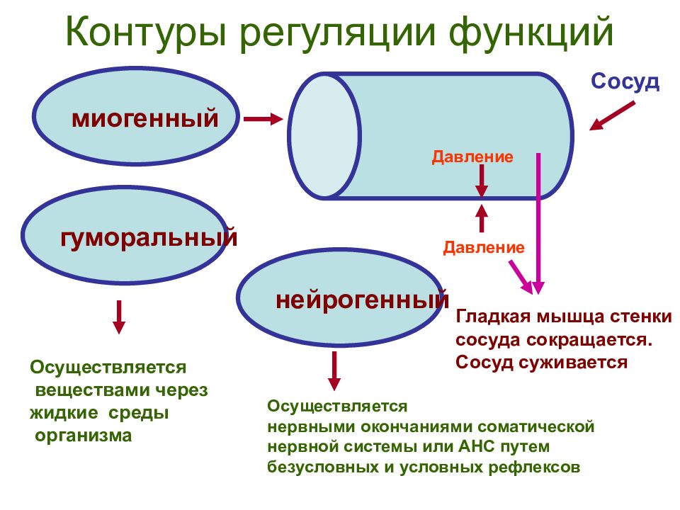 Презентация нейрогуморальная регуляция 6 класс пасечник линия жизни