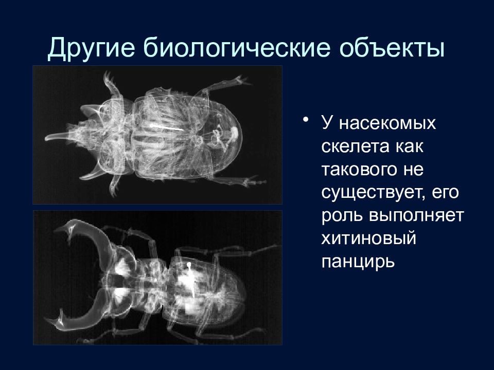 Биологические объекты. Скелет насекомых. Роль наружного скелета насекомых выполняет. У насекомых нет скелета.