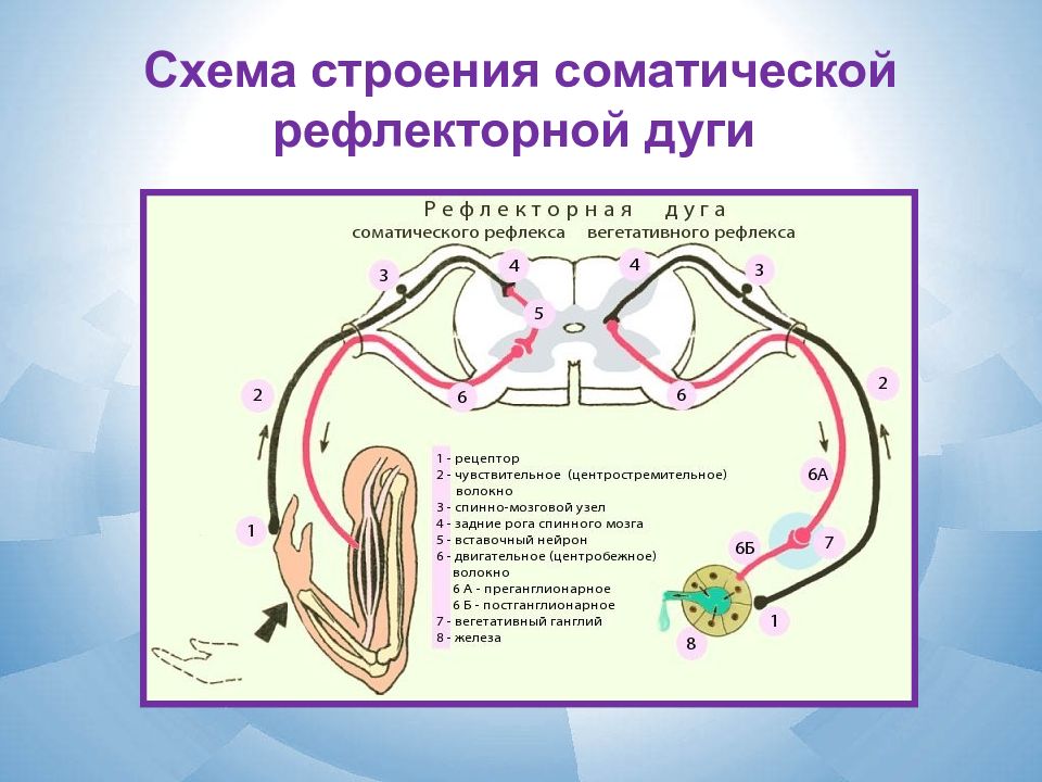 Строение рефлекторной дуги. Вегетативная рефлекторная дуга схема. Строение рефлекторной дуги соматического рефлекса. Простая соматическая рефлекторная дуга схема. Схема сложной рефлекторной дуги соматического рефлекса.