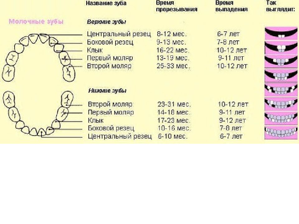 Во сколько выпадают молочные зубы