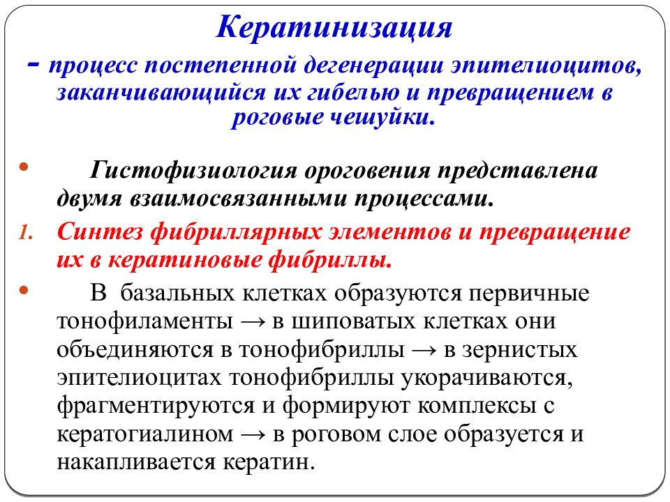 Нормальные процессы. Процесс ороговения в эпидермисе. Кератинизация эпидермиса. Кератинизация гистология. Процесс кератинизации гистология.