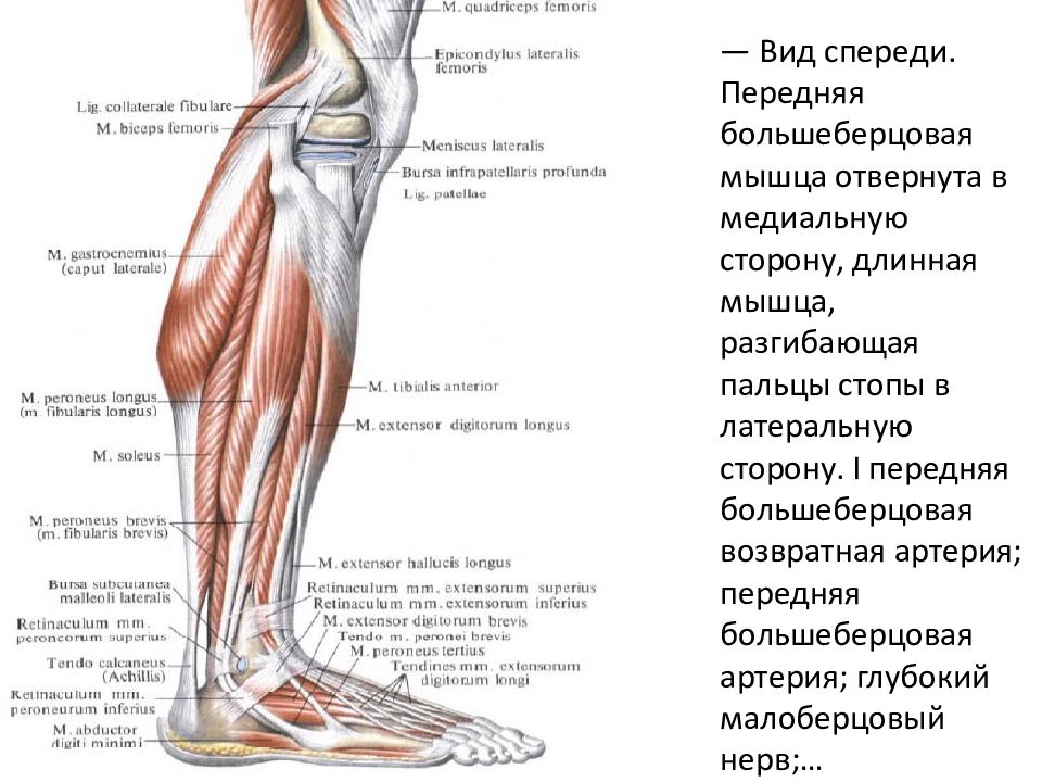 Строение ноги до колена. Передняя большеберцовая возвратная артерия. Строение ноги. Описание ноги. Мышцы производящие движения в тазобедренном суставе.