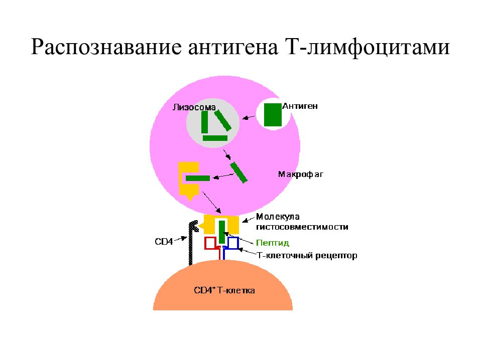 Презентация антигена лимфоцитам