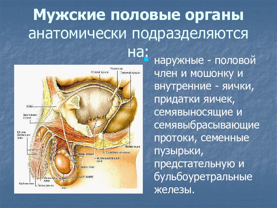 Презентация половая система анатомия