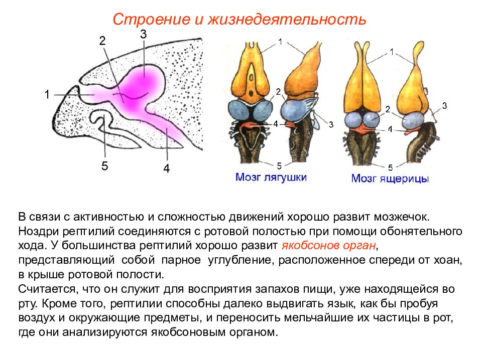 Передний мозг рептилий. Строение головного мозга лягушки. Головной мозг лягушки строение и функции. Головной мозг лягушки вид сверху и снизу. Строение головного мозга рептилий.