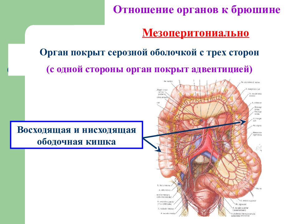 Отношение органов. 12 Перстная отношение к брюшине. Двенадцатиперстная кишка брюшина. Ободочная кишка брюшина. Отношение к брюшине двенадцатиперстной кишки.