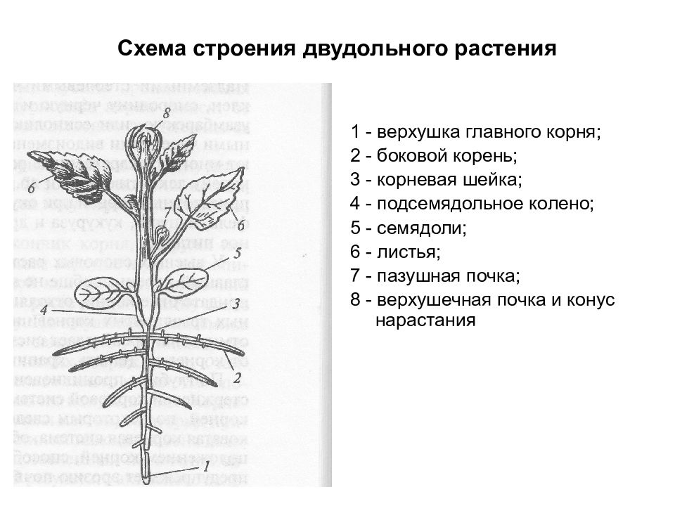 Побег и корень рисунок