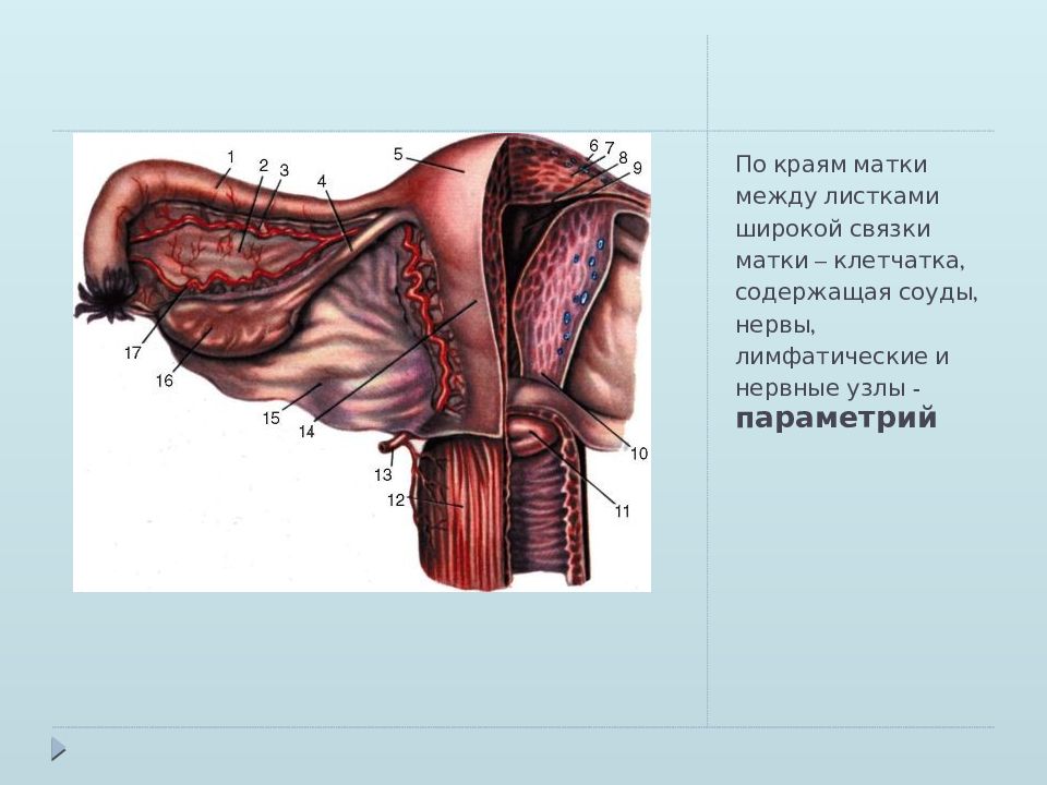 Какие связки матки