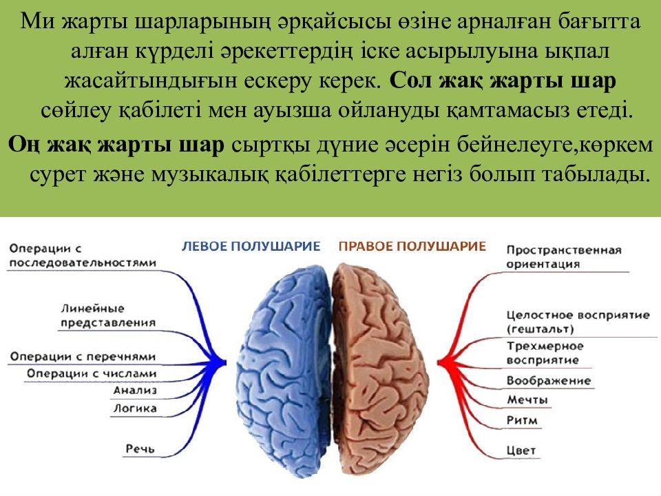 Что значит сол. Функции левого полушария головного мозга. За что отвечают полушария головного мозга человека. Левое и правое полушарие мозга функции. Функции правого полушария головного мозга.