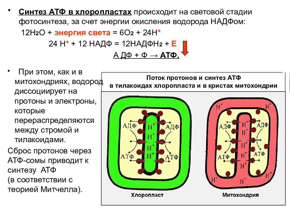 Митохондрии и пластиды