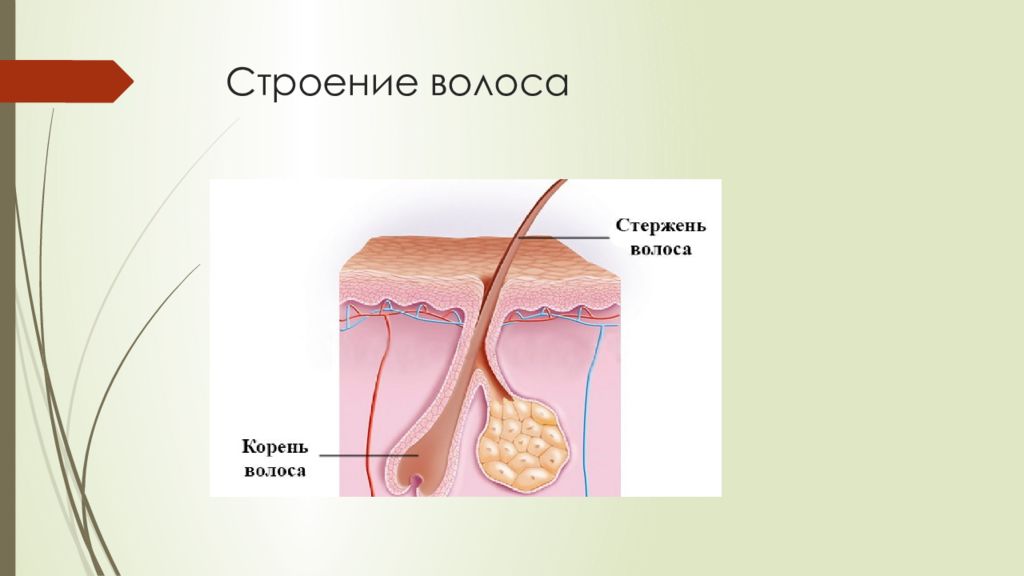 Блеск и сила здоровых волос с точки зрения химика проект