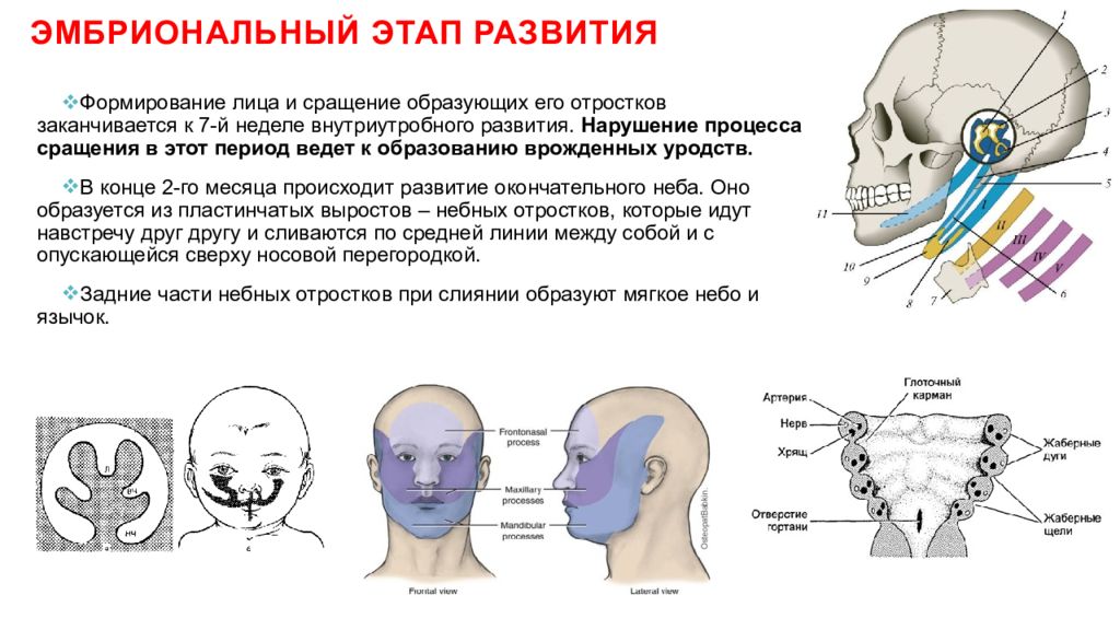 Формирование лица. Эмбриональное формирование лица. Формирование лица человека.