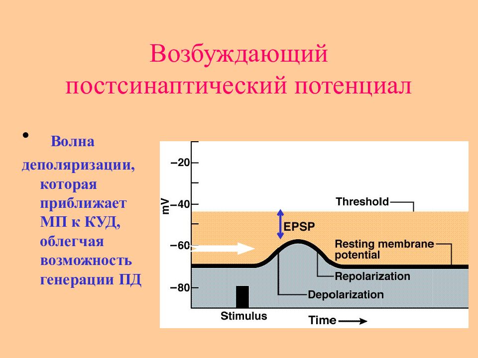Практический потенциал. Возбуждающий постсинаптический потенциал. Схема возбуждающего постсинаптического потенциала. Формирование возбуждающего постсинаптического потенциала. Постсинаптический потенциал физиология.