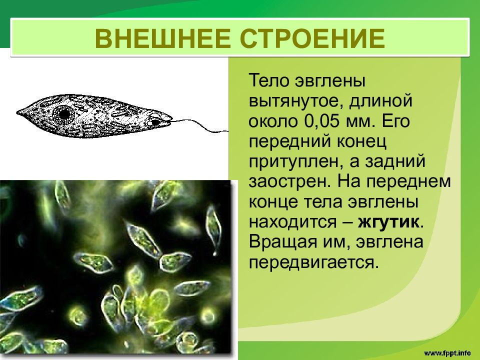 Что общего между показанными на рисунке организмами и что их отличает