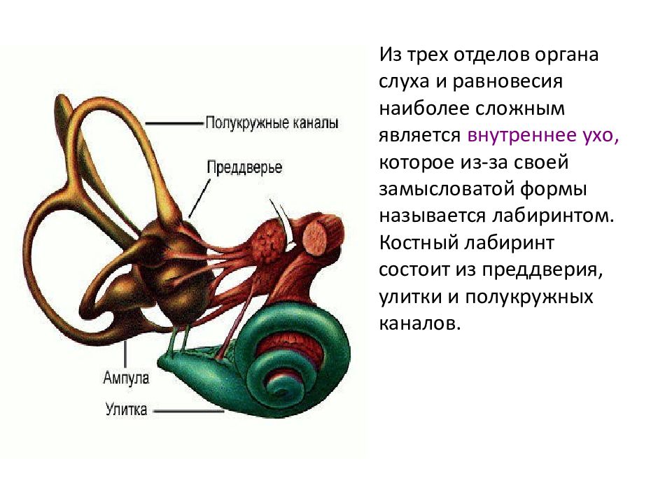 Структура органа равновесия. Внутреннее ухо костный Лабиринт. Орган равновесия анатомия. Преддверие улитки. Строение органа равновесия.
