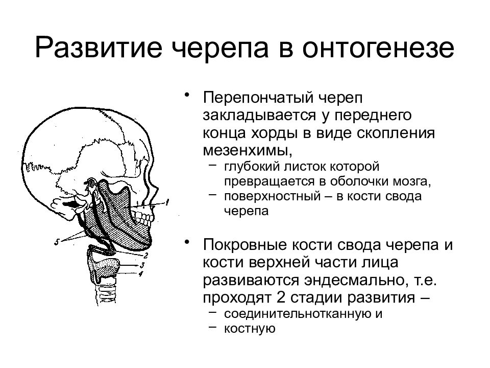 Развитие черепа в онтогенезе