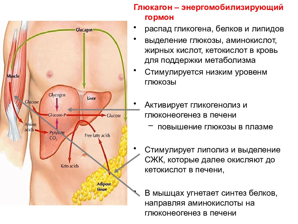 Боль справа печень. Эндокринная функция печени. Эндокринная часть поджелудочной железы гормоны. Эндокринная функция сердца презентация. Печень какая железа внутренней секреции.
