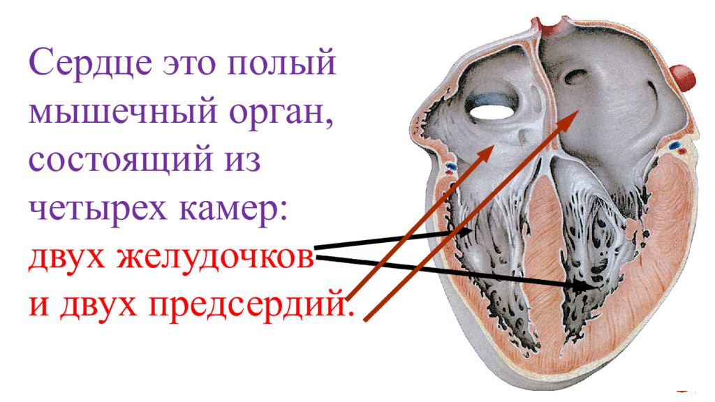 Полый это. Сердце полый мышечный орган. Сердце. Сердце полый мышечный орган состоящий из 4 камер. Сердце это мышца или орган.