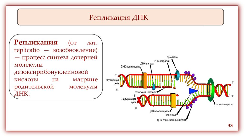 Репликация про и эукариот