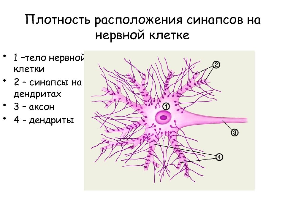 Прохождение нервного импульса