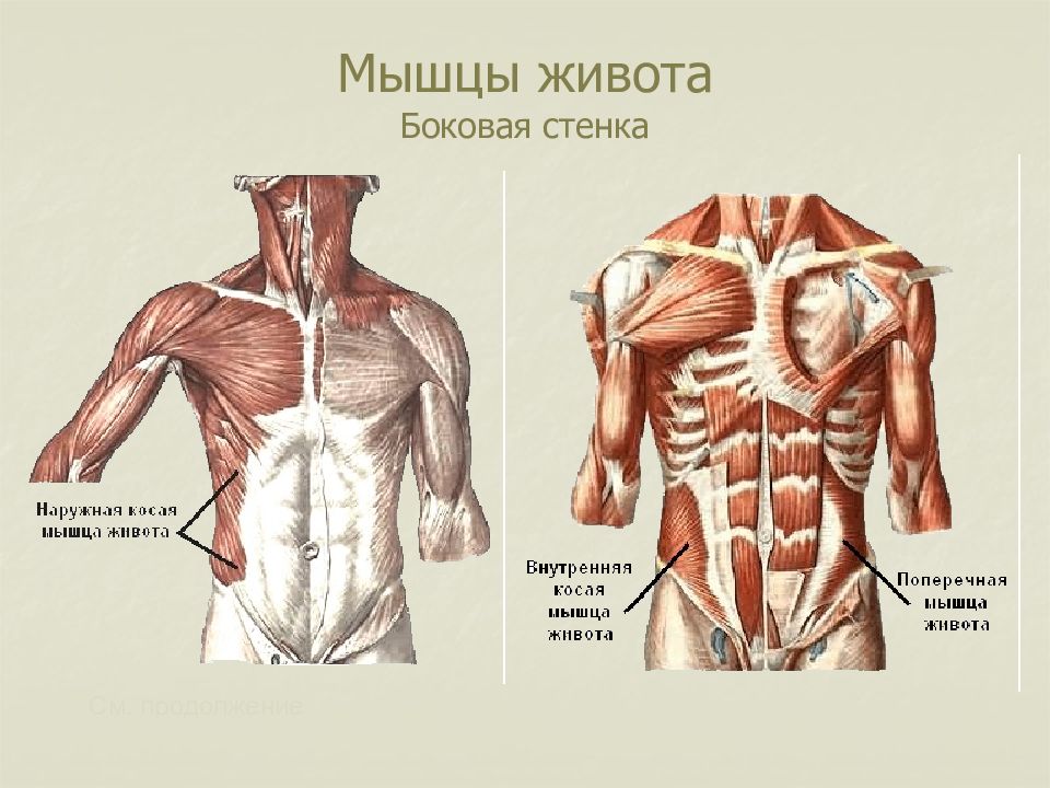 Презентация мышцы живота