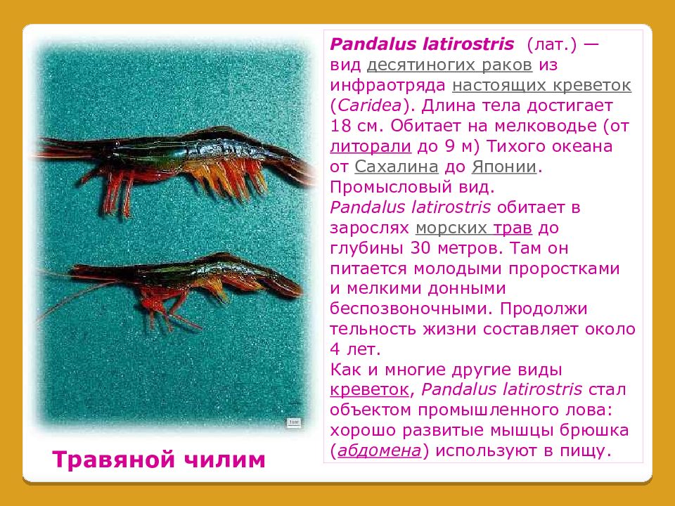 Какой тип питания характерен для речной креветки. Креветка травяная Pandalus latirostris. Сахалинская креветка Чилим. Чилим креветка Пресноводная. Чилим Дальневосточный.