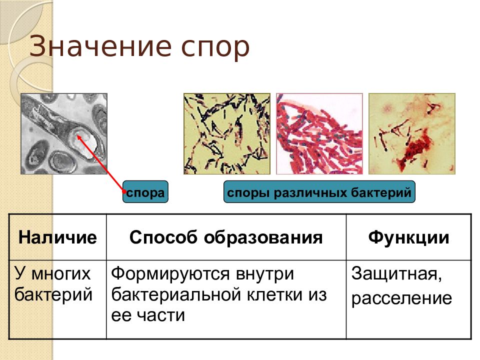 Презентация бактерии егэ