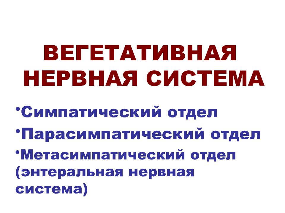 ВЕГЕТАТИВНАЯ НЕРВНАЯ СИСТЕМА