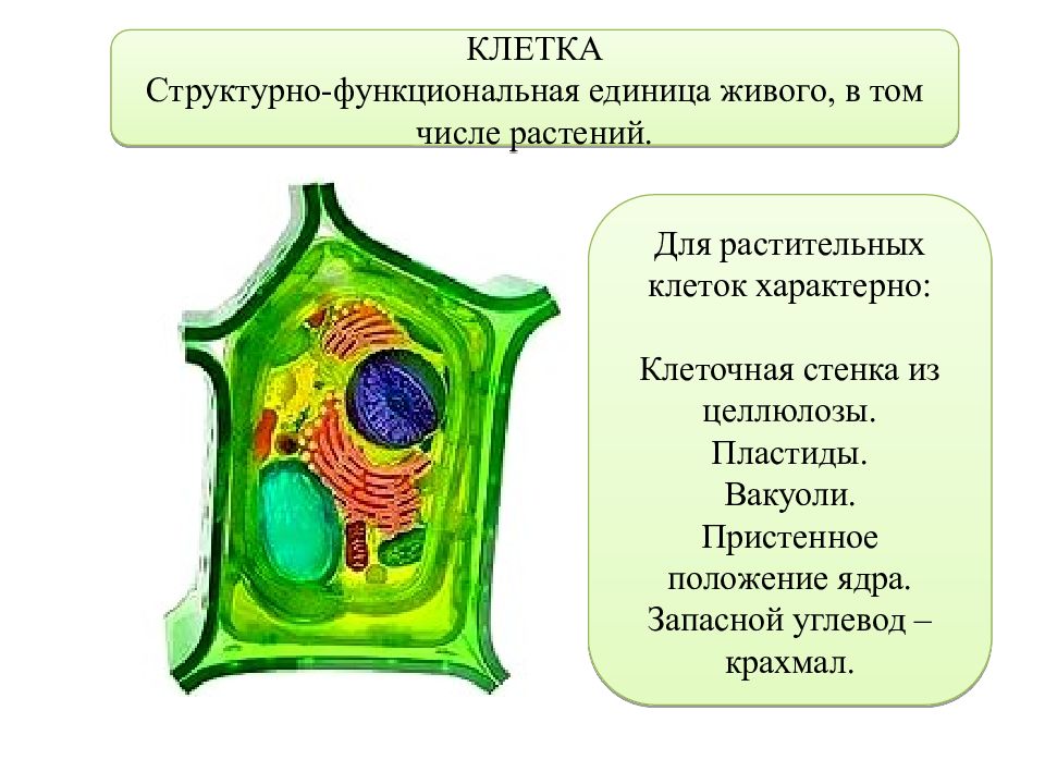 Растительная клетка наличие ядра. Клетка растений клеточная стенка вакуоли. Строение растительной клетки 6 класс биология пластиды. Для вакуолей растительных клеток характерно. Структурные единицы растительной клетки.