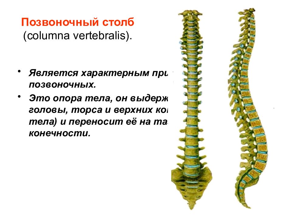 Позвоночник это. Колумна вертебралис. Скелет туловища Позвоночный столб. Скелет туловища Позвоночный столб и грудная клетка. Columna vertebralis строение.