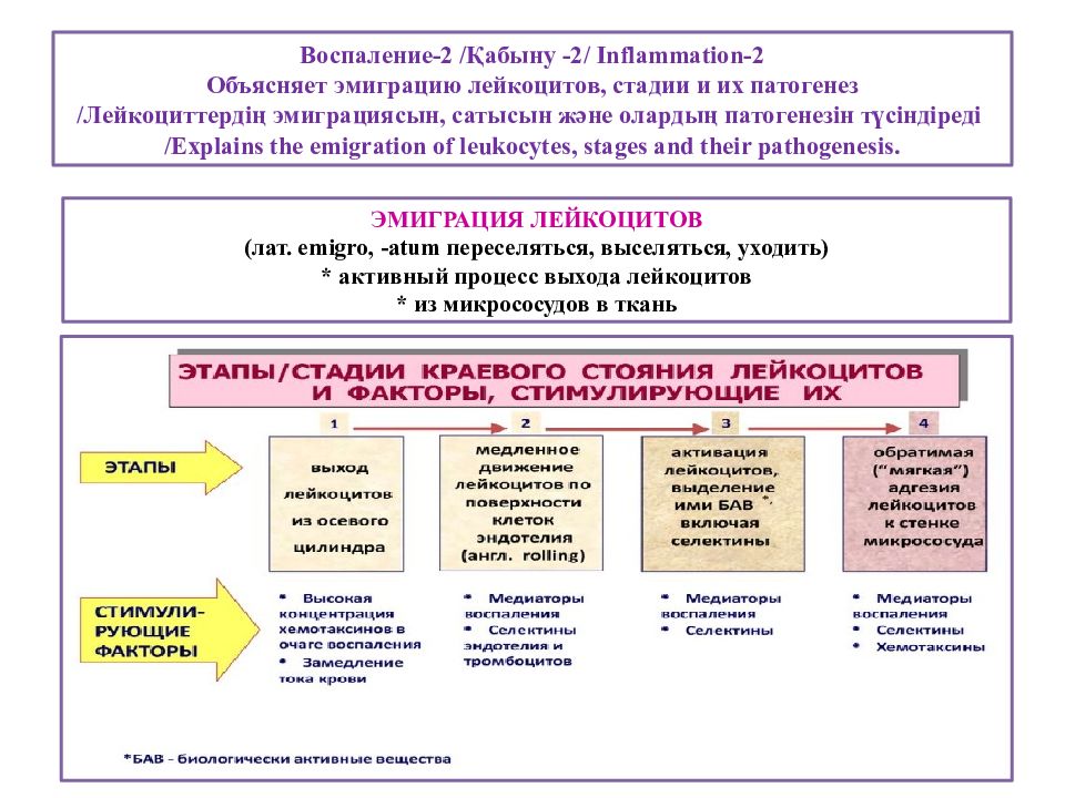 Воспаление 2. Эмиграция лейкоцитов при воспалении ее механизмы. Этапы эмиграции лейкоцитов. Механизм эмиграции лейкоцитов при воспалении. Механизмы эмиграции лейкоцитов в очаг воспаления.