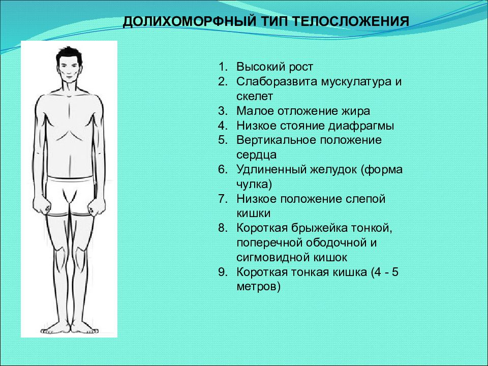 Характер телосложения. Брахиморфный Тип долихоморфный Тип мезоморфный Тип. Долихоморфный Тип телосложения. Долихоморфный Тип пропорций. Долихоморфное Телосложение у людей.