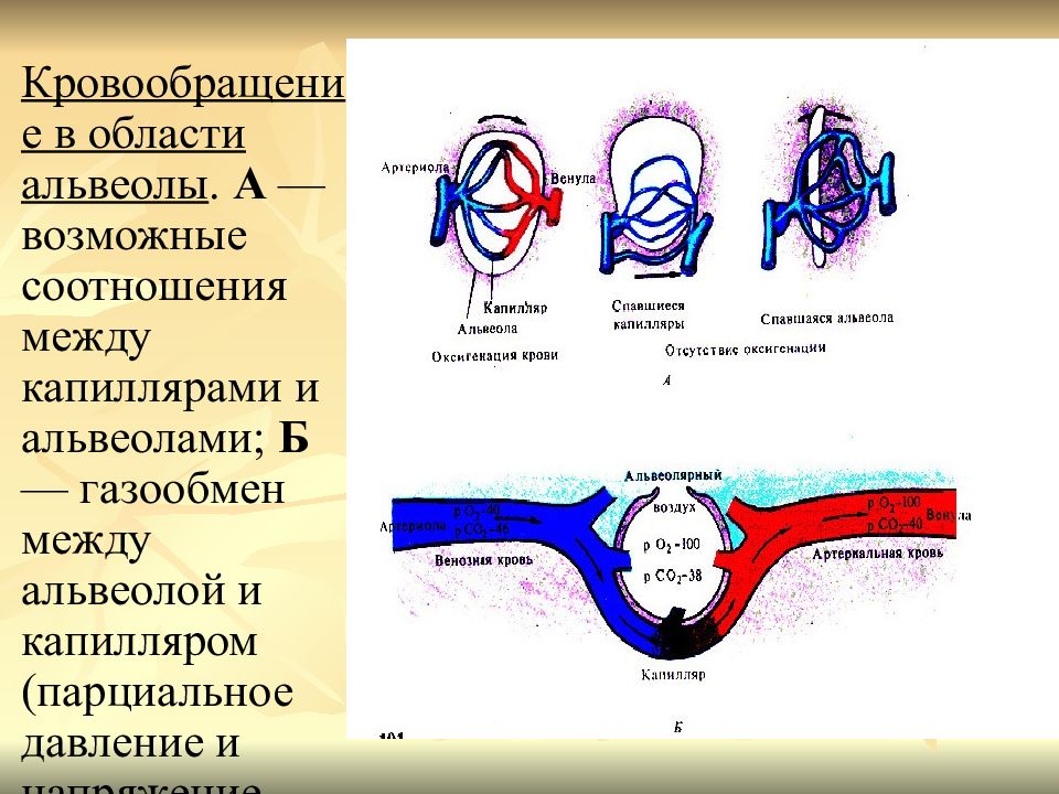 Какой процесс изображен на рисунке превращение венозной крови в артериальную газообмен в легких