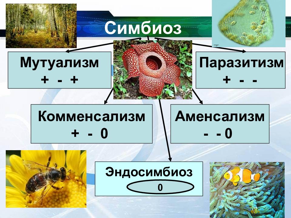 Презентация по биологии симбиоз