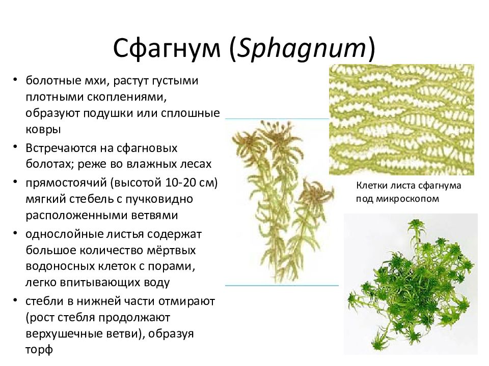 Презентация по мхам