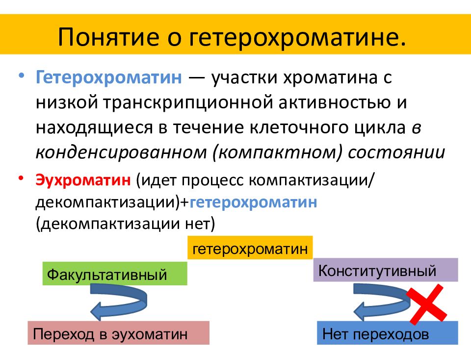 Эухроматин и гетерохроматин это. Гетерозроматин экзроматин отличия. Структурный и факультативный гетерохроматин. Понятие об эухроматине и гетерохроматине. Понятие об ЭУ- И гетерохроматине..