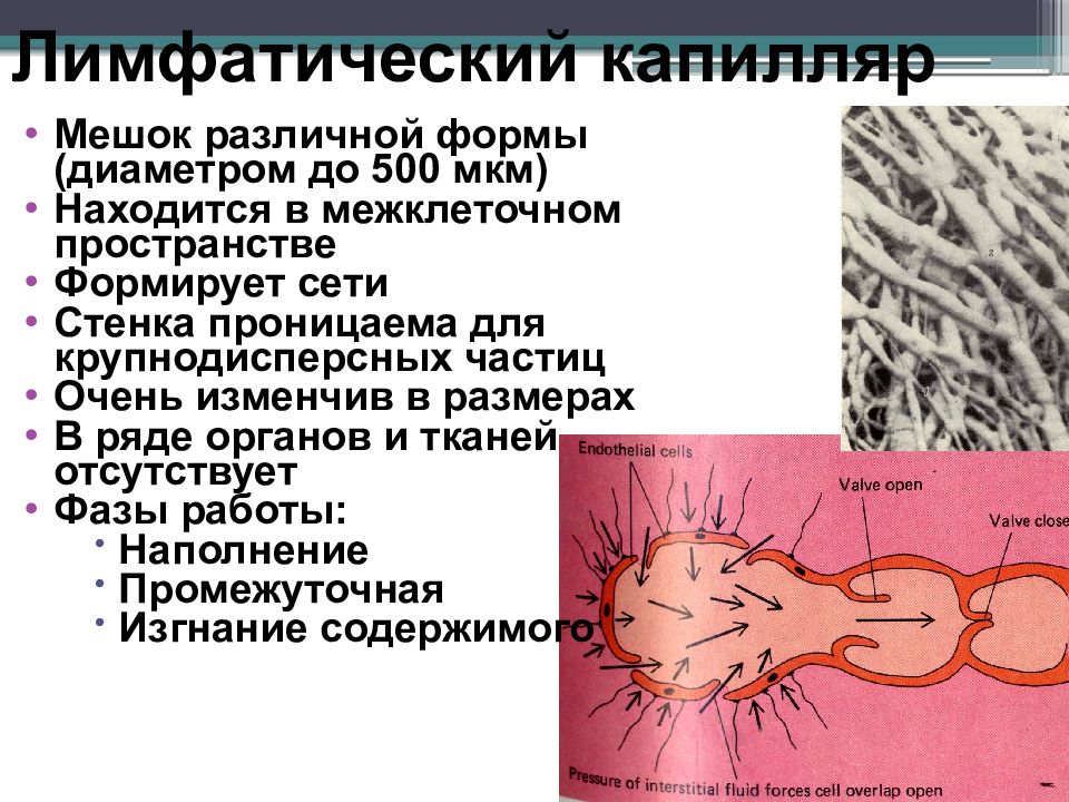 Лимфатические капилляры. Строение лимф капилляров. Особенности строения лимфатических капилляров. Строение стенок лимфокапилляров. Лимфатические капилляры строение.