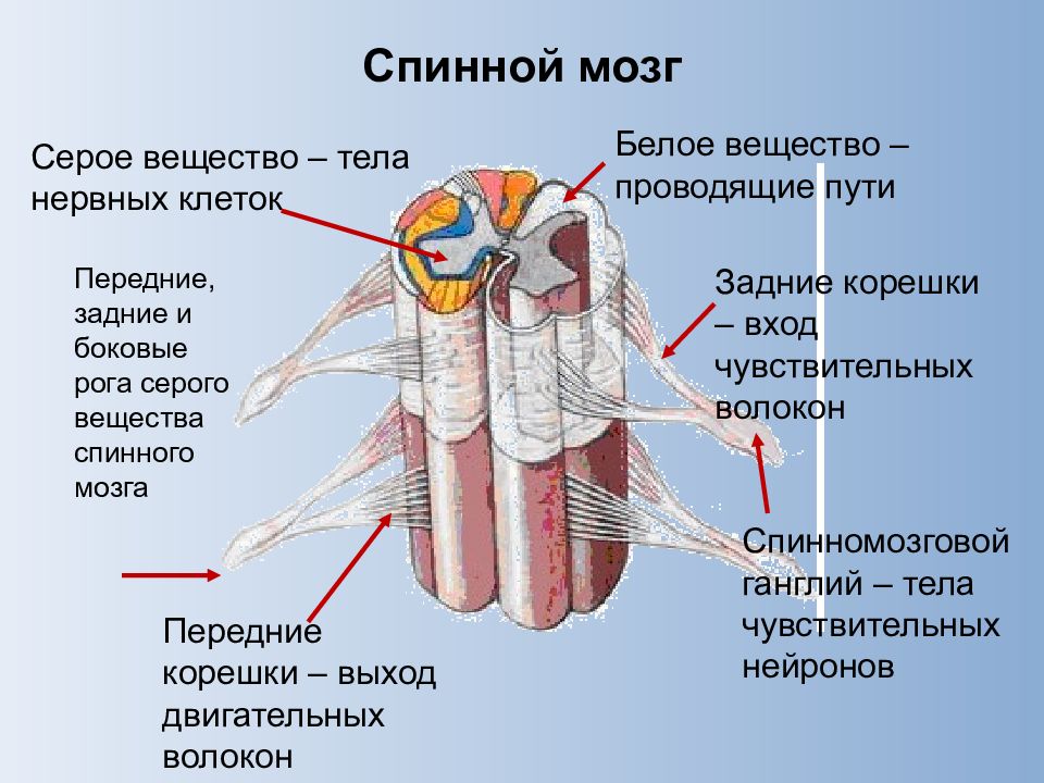 Серое и белое вещество спинного мозга рисунок