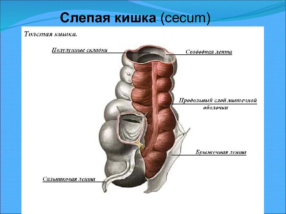 Слепая кишка стенки. Слепая кишка анатомия человека строение и функции. Строение слепой кишки анатомия. Строение слепой кишки и аппендикса.