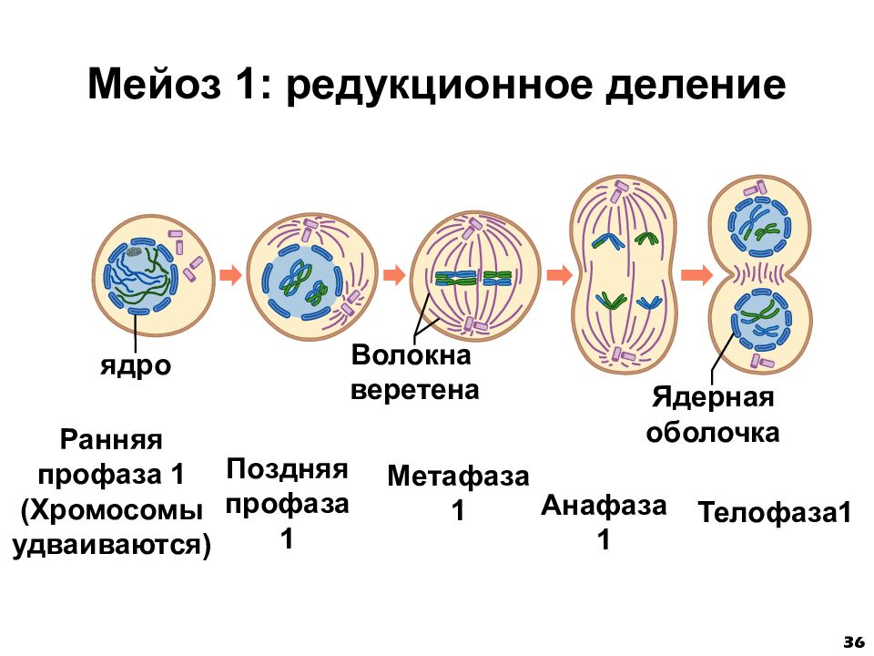 Второй фазой деления клетки. 1 Деление мейоза фаза профаза. Профаза 1 деления мейоза. Фазы мейоза 1 деление 2 деление. Метафаза 1 деления мейоза.