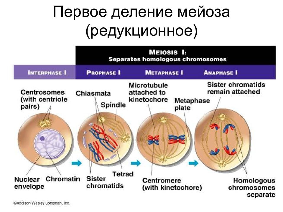 Составьте аналогичную схему для митотического деления диплоидной клетки