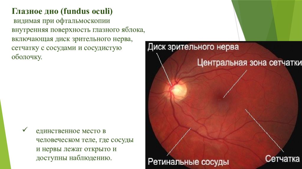 Анатомия и физиология глаза офтальмология презентация