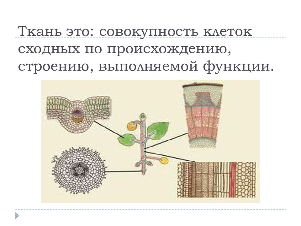 Клетка ткани 6 класс. Клетки и ткани 5 класс. Формирование тканей растений.