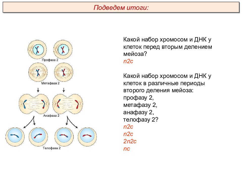 В соматических клетках после митоза. Набор клетки мейоза 2. Набор хромосом в 1 и 2 делении мейоза. Анафаза второго деления мейоза набор. 1 Деление мейоза набор хромосом.
